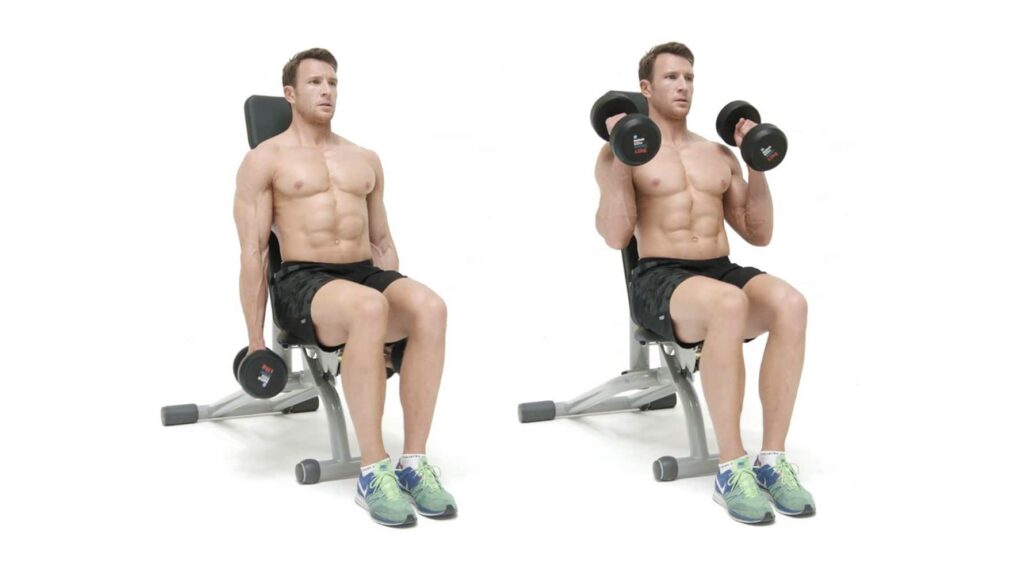 Guide to Seated Dumbbell Hammer Curls: Forms and Benefits