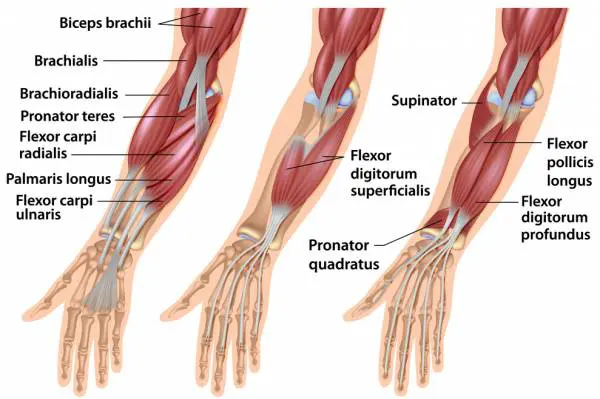 Lateral Bicep Curl
